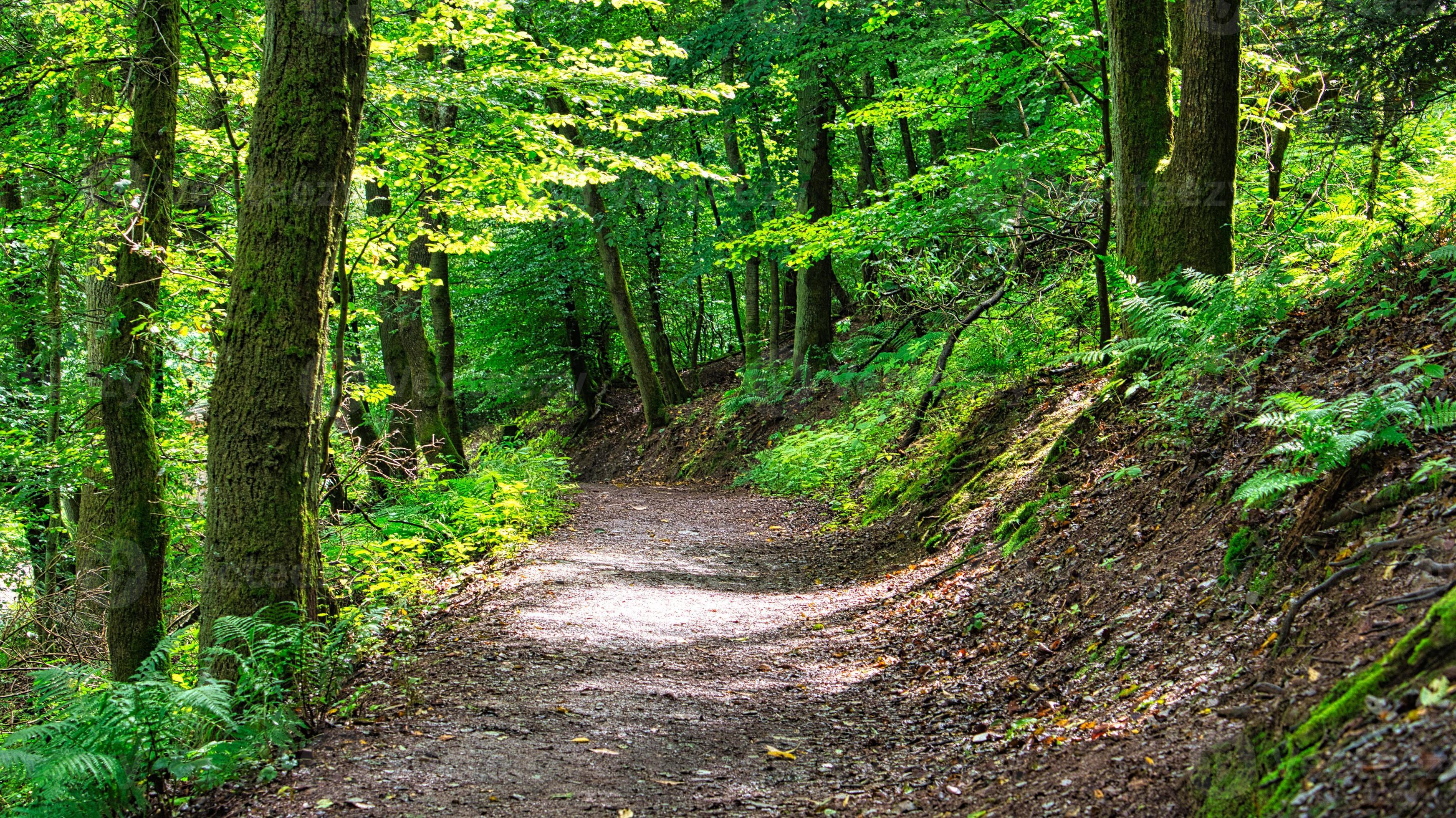 Open path bordered by greenery suitable for mindful walking breaks