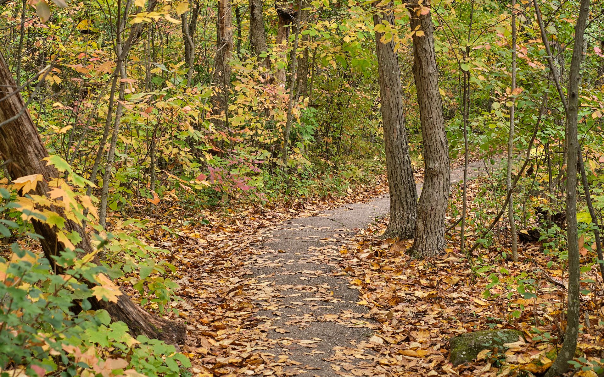Leaf lined footpath illustrating gentle outdoor habit breaks